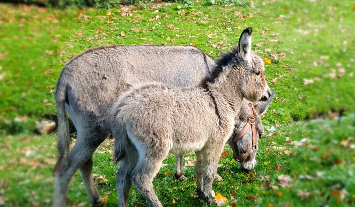 Bouge ta ferme 2025… l’évènement sportif et gourmand du début d’automne !
