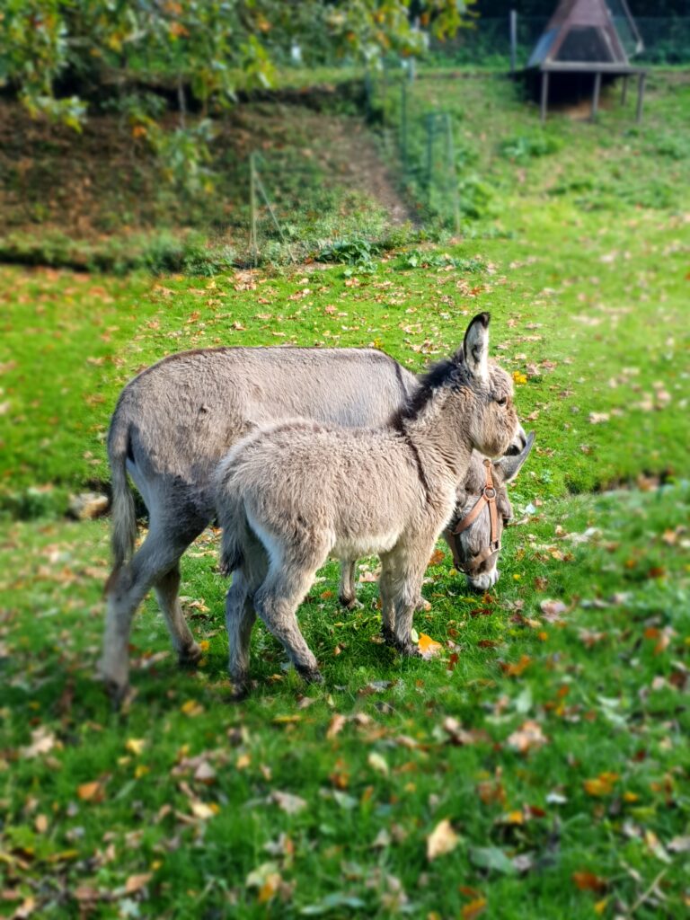 Lire la suite à propos de l’article Bouge ta ferme 2025… l’évènement sportif et gourmand du début d’automne !