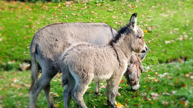 Bouge ta ferme 2025… l’évènement sportif et gourmand du début d’automne !