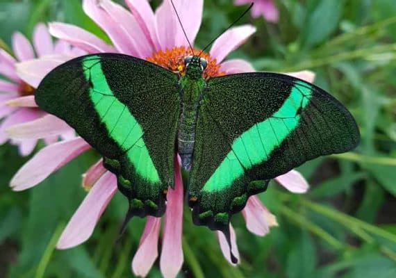 Insectarium de Lizio