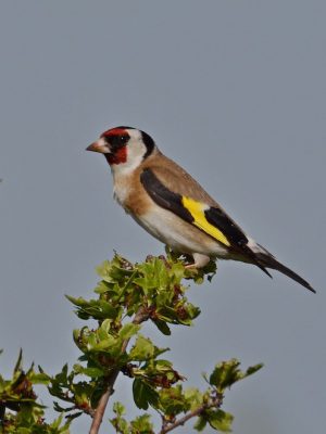 Chardonnerets-eleguants-copy