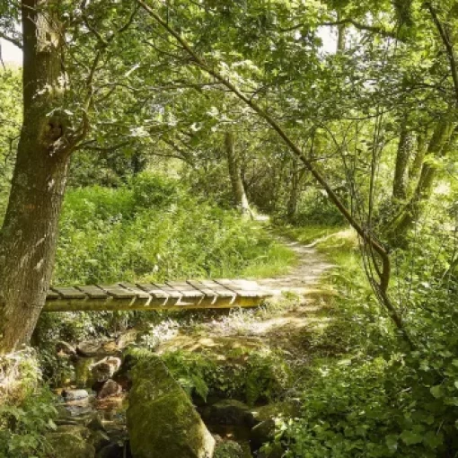 bain de forêt à la harpe bain de forêt à la harpe